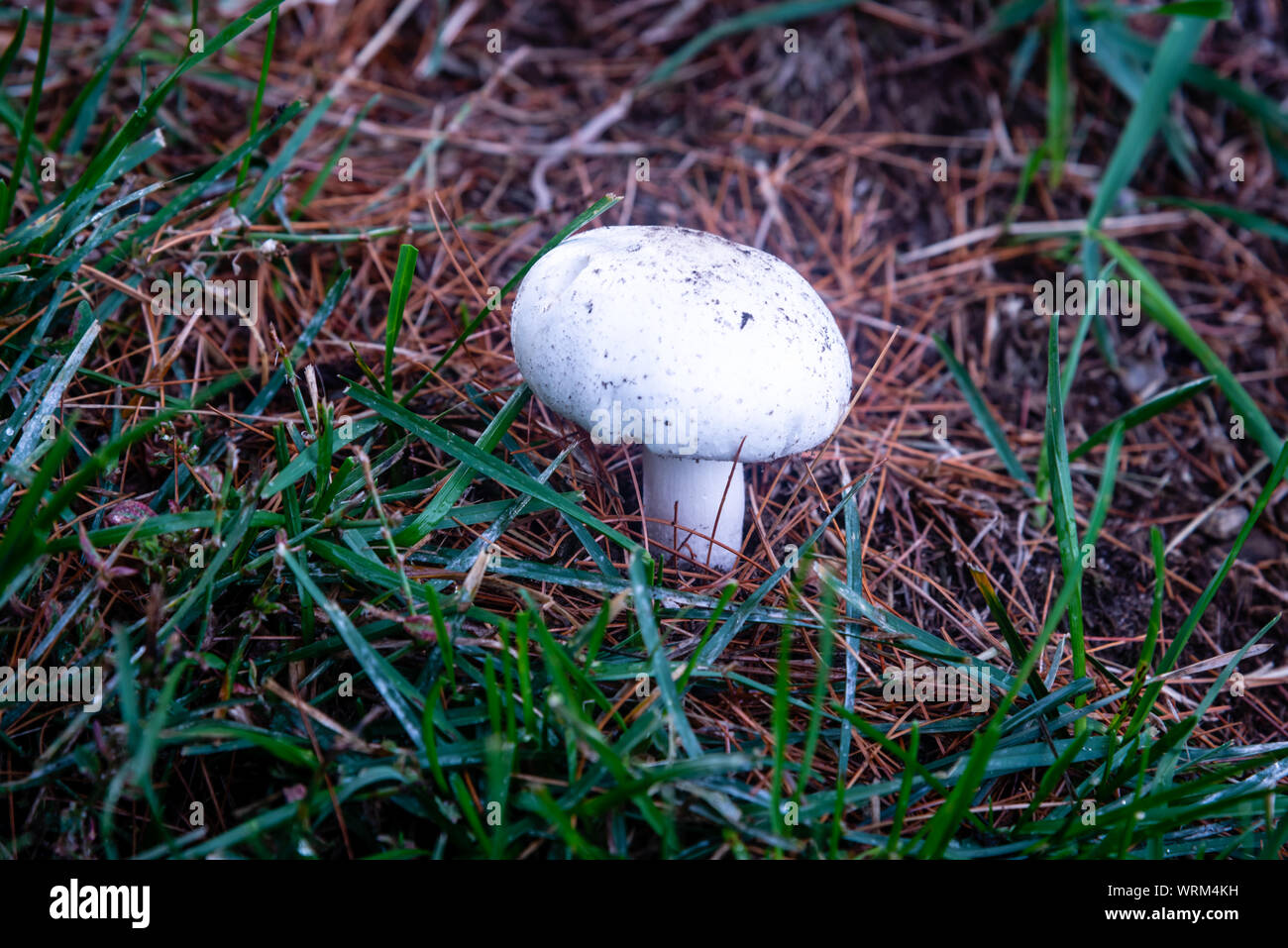 Pilze im Gras nach regen Stockfoto