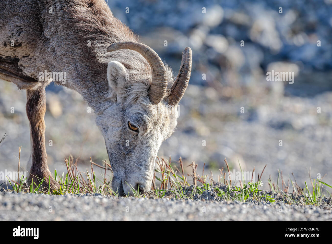 Bighorn Schafe fressen Gras am Straßenrand in der Nähe von Jasper, Alberta Stockfoto