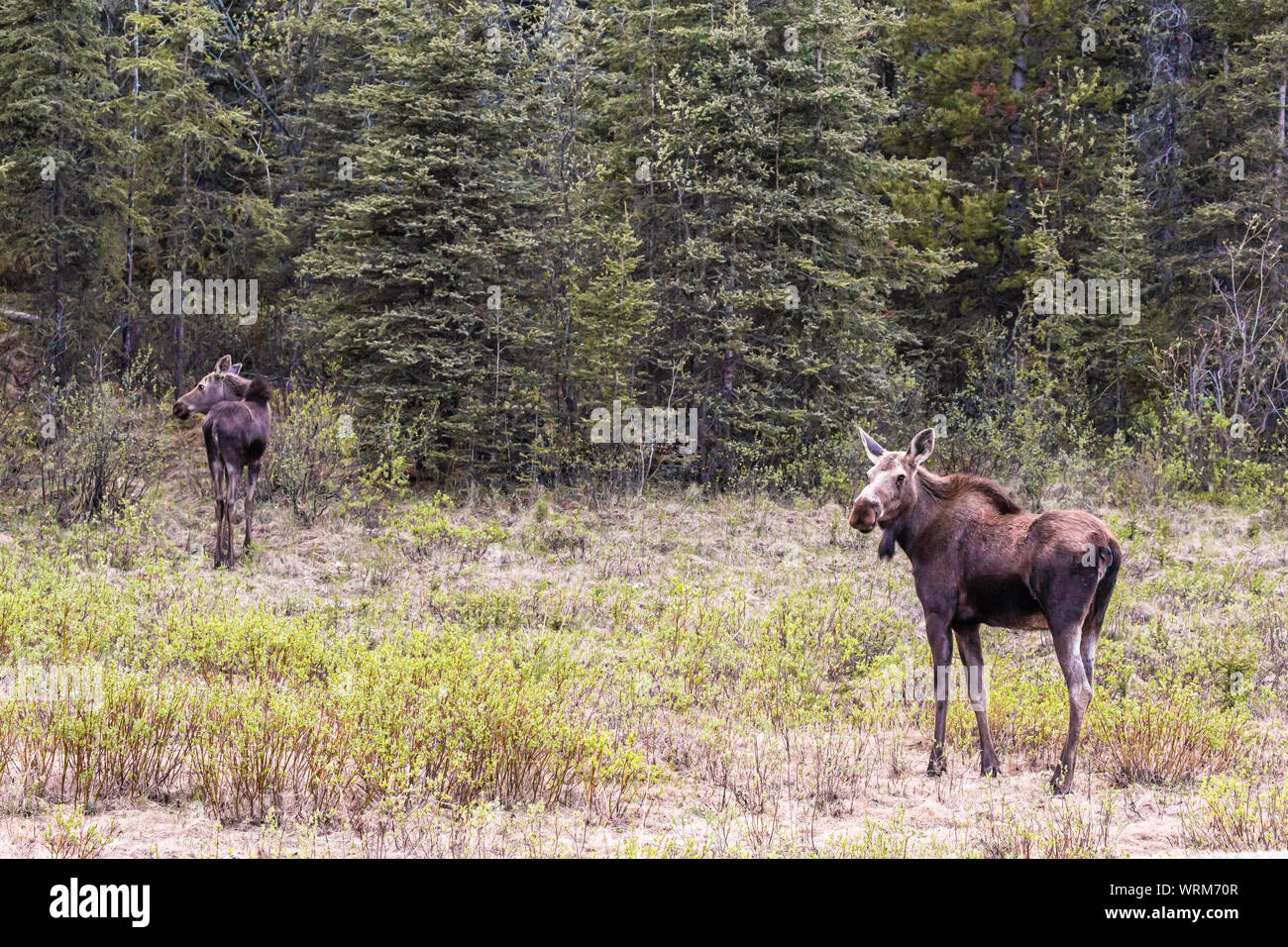 Mutter und Baby Elch auf Reise durch Banff, Alberta gesehen Stockfoto