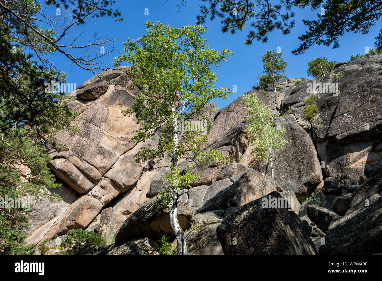 Birke wächst an der ersten Säule des Naturschutzgebiet Stolby, Sibirien, Russland Stockfoto