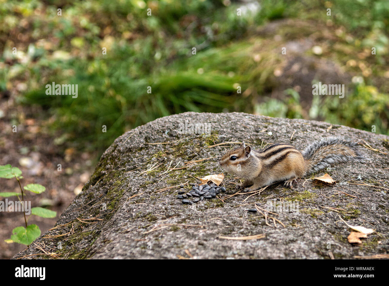 Sibirische Streifenhörnchen essen Samen im Naturschutzgebiet Stolby, Sibirien, Russland Stockfoto