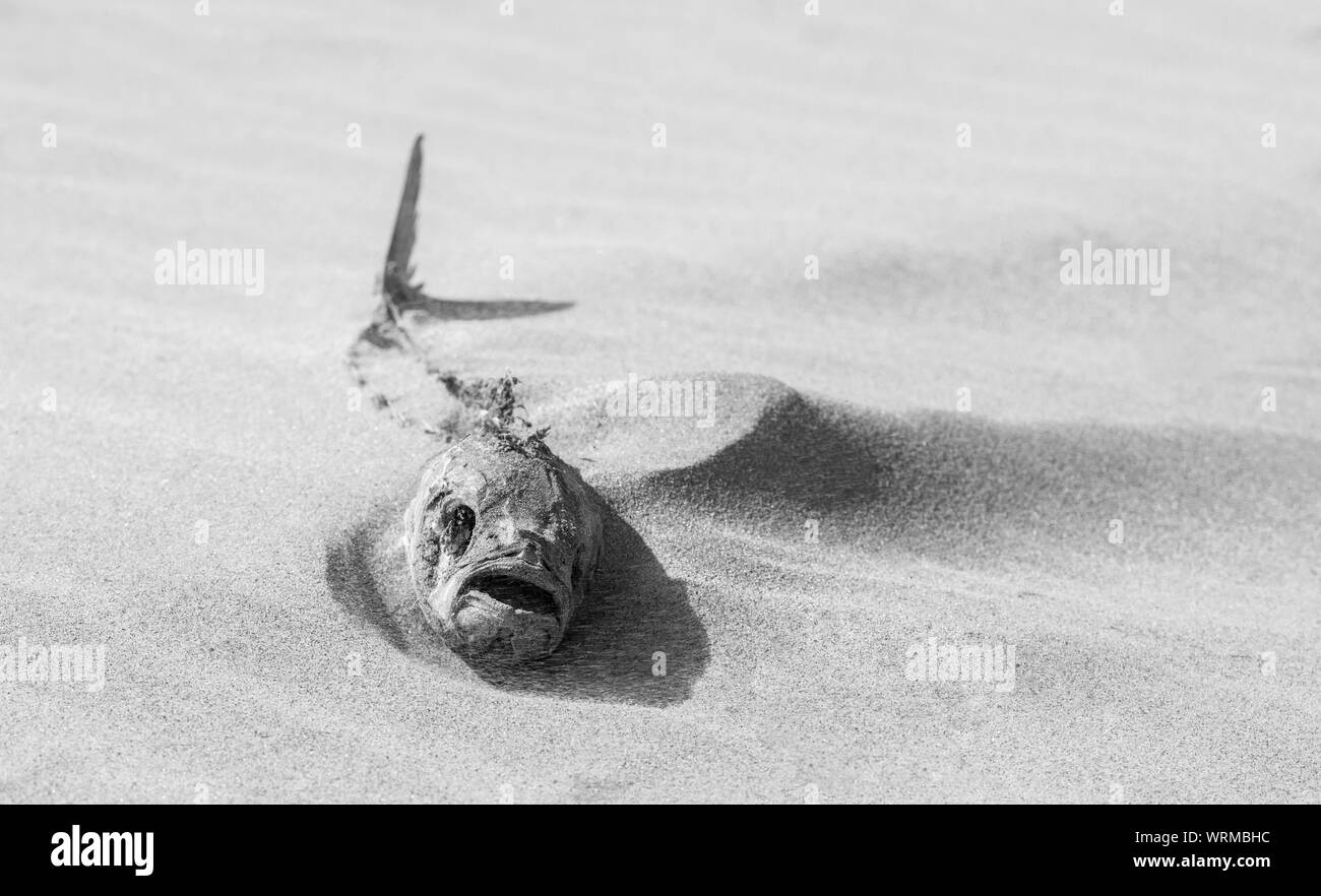 Eine trockene toten Fische am Strand mit Blasen von Sand bedeckt ist. Stockfoto