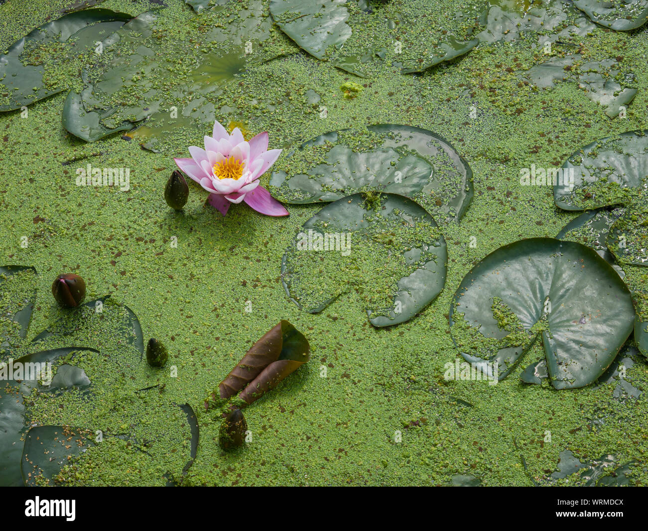 Lila Algen Stockfotos und bilder Kaufen Alamy