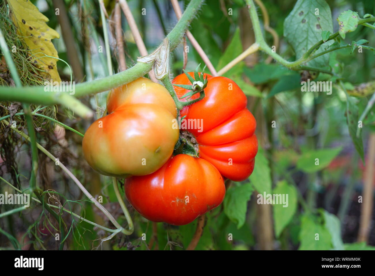 Heirloom Tomaten auf der Rebe Stockfoto