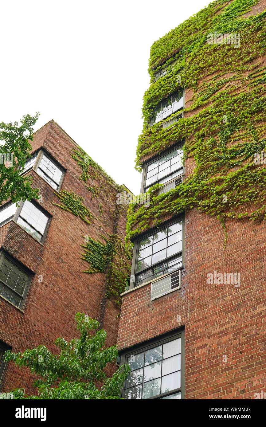 Urban Gardening, Efeu, Klettern an der Außenwand eines Gebäudes in New York City. Stockfoto