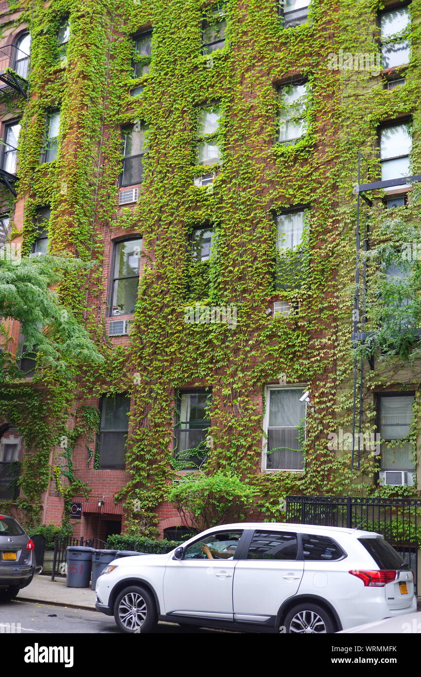 Urban Gardening, Efeu, Klettern an der Außenwand eines Gebäudes in New York City. Stockfoto