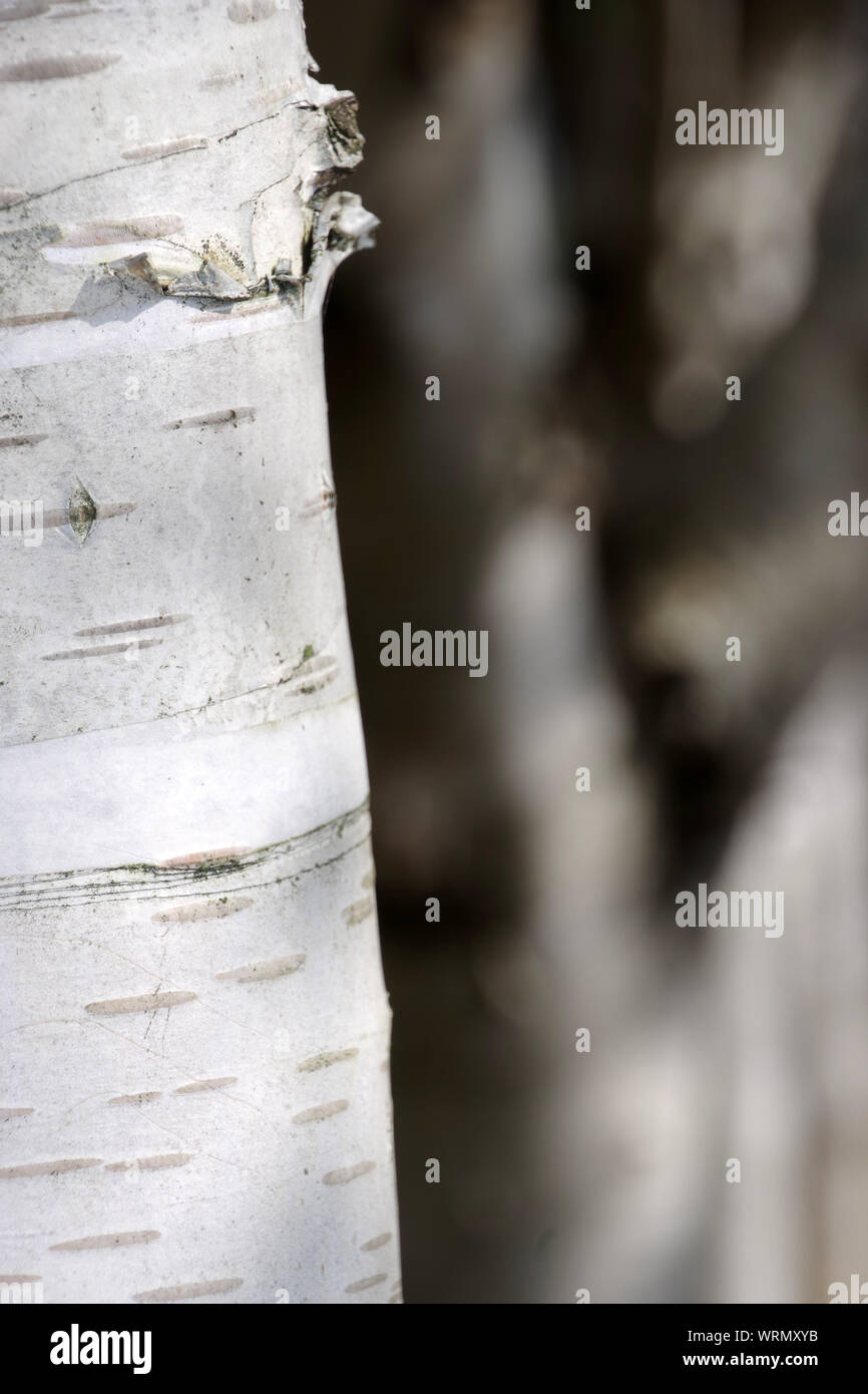 Detail der White birch Tree Trunk Stockfoto