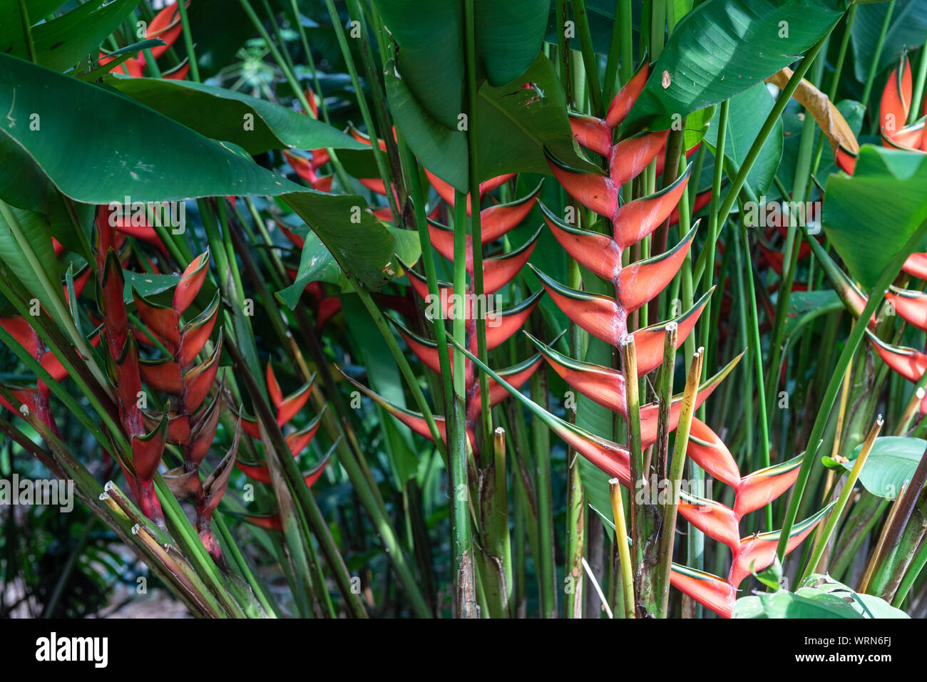 Bunte Foto von einem bunten heliconia Pflanze, im Volksmund bekannt als Hummer Claws, in der Natur in Ecuador übernommen. Stockfoto