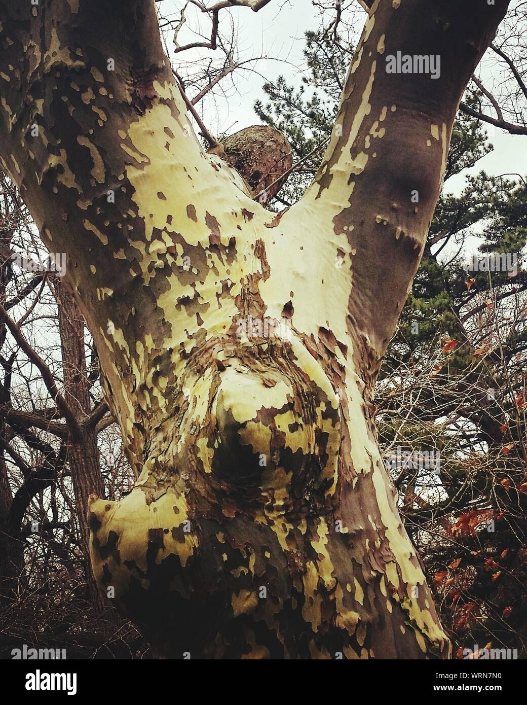 In der Nähe von Lizard auf Baum im Wald Stockfoto