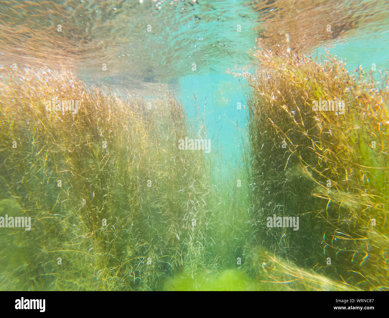 Unterwasser Foto, klares Wasser im Fluss Drini, Albanien Stockfoto