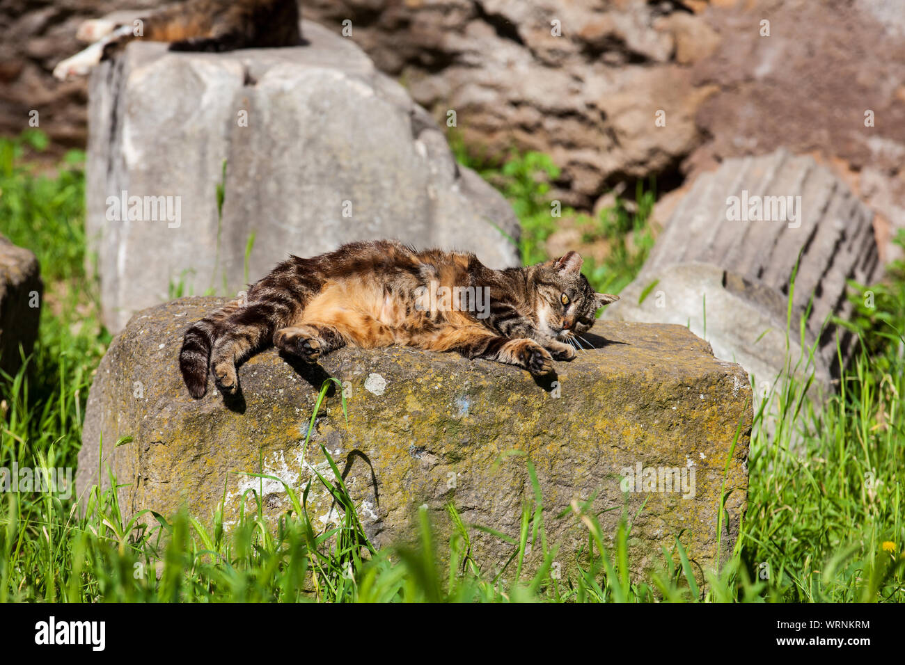 Streunende Katzen Sonnenbaden auf der Oberseite der Ruinen von römischen Säulen an der Piazza Vittorio Emanuele II in Rom Stockfoto