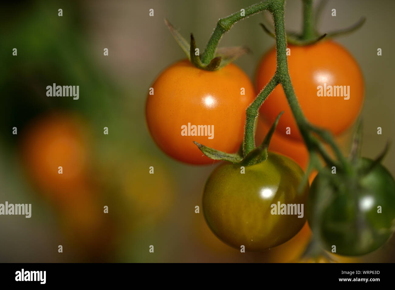 Outdooor gewachsen Cherry Tomaten, Großbritannien Stockfoto