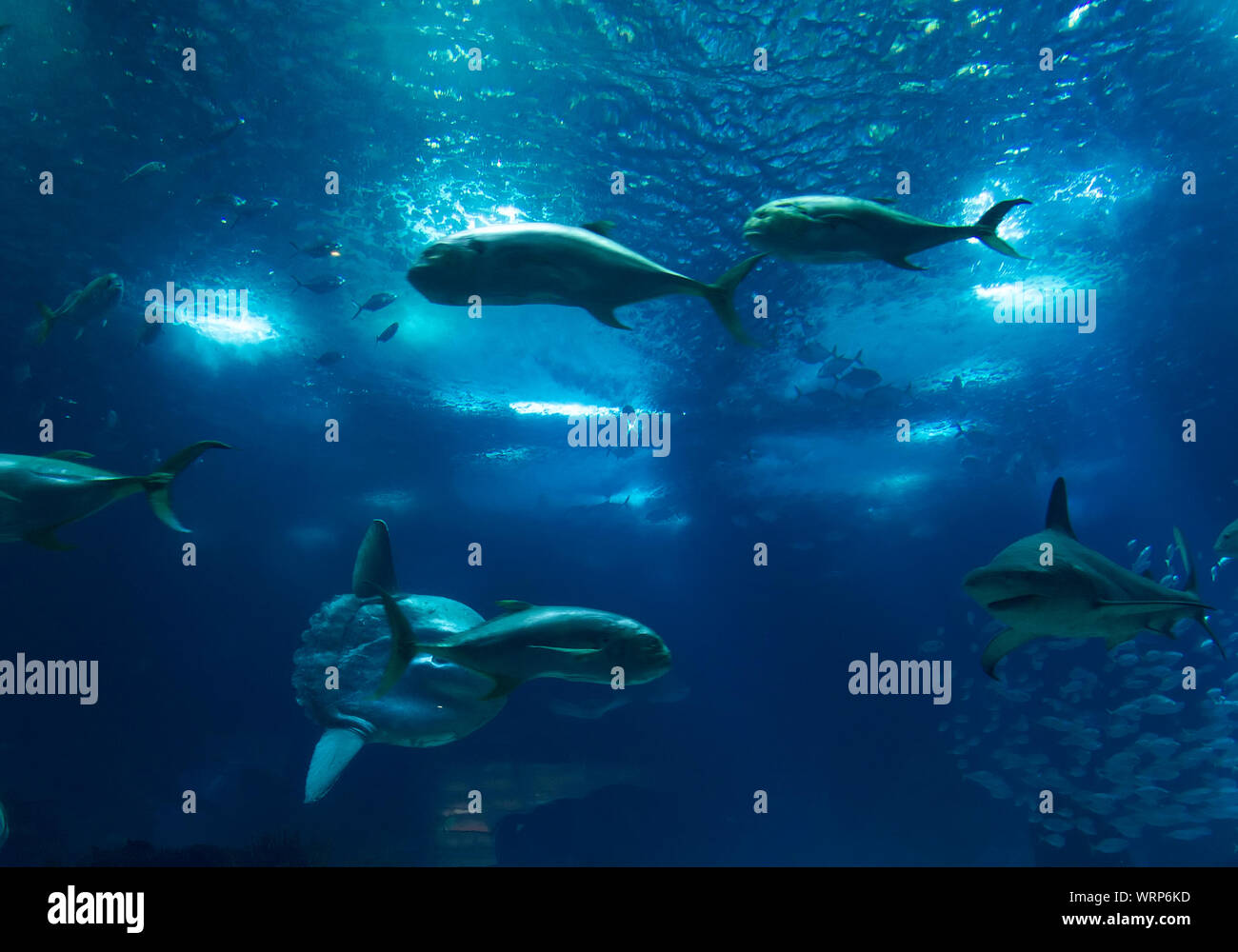 Fische schwimmen Undersea Stockfoto