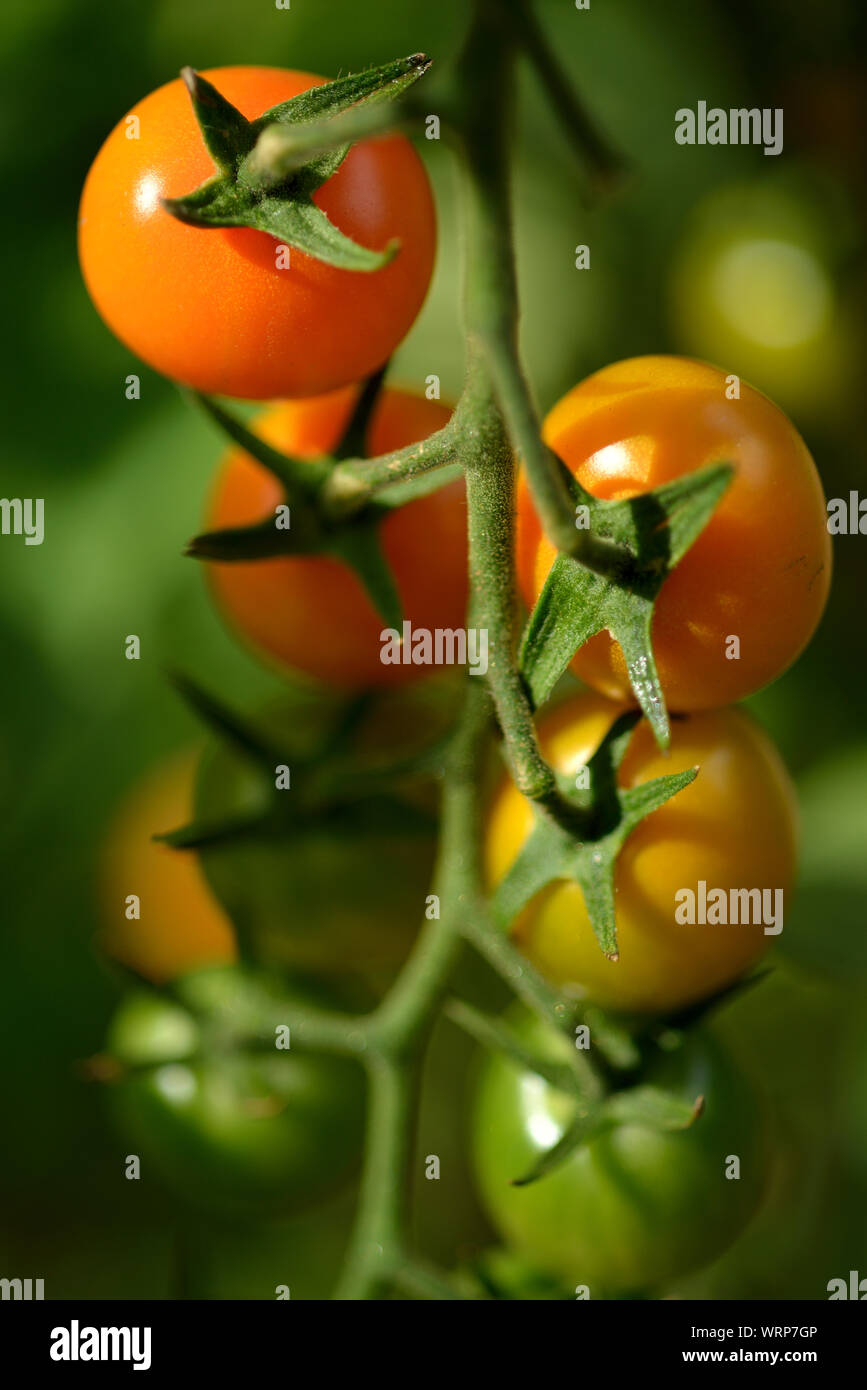 Outdooor gewachsen Cherry Tomaten, Großbritannien Stockfoto