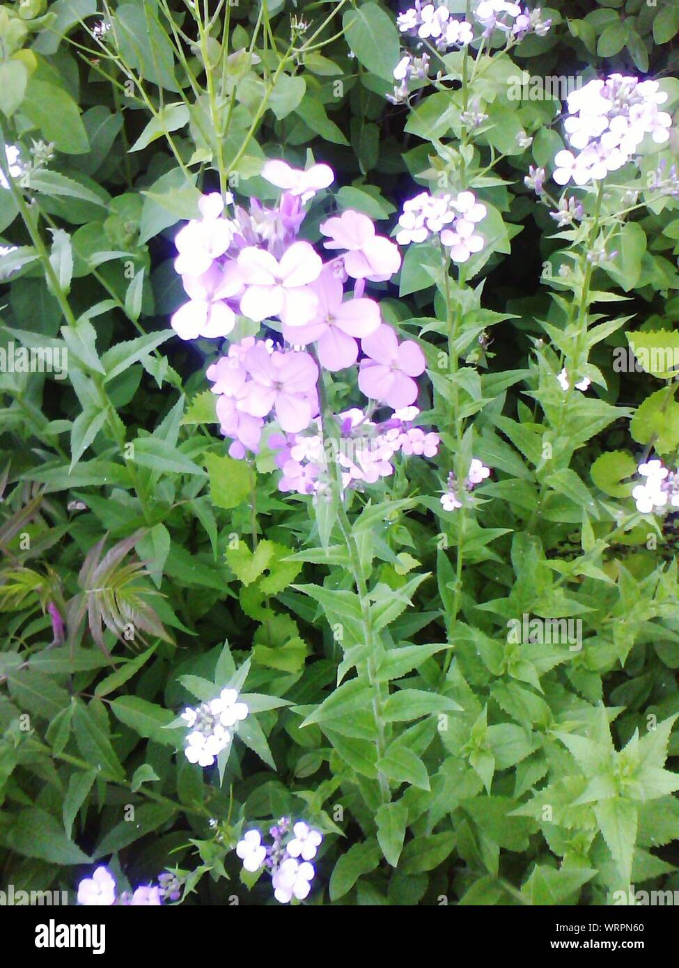 Pflanzen mit Blüten in Pastelltönen Stockfoto