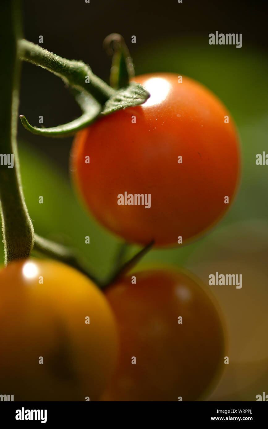 Outdooor gewachsen Cherry Tomaten, Großbritannien Stockfoto