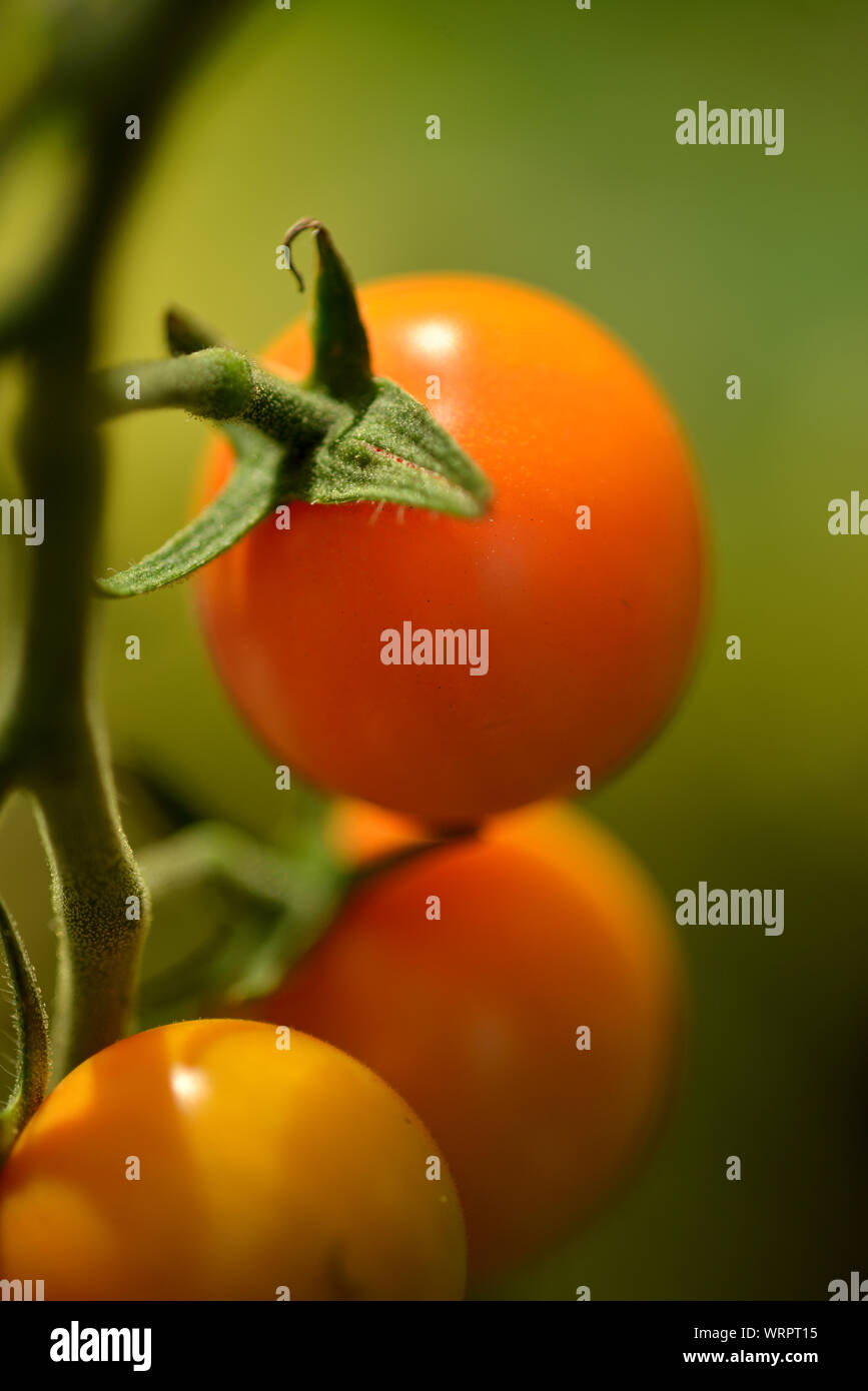 Outdooor gewachsen Cherry Tomaten, Großbritannien Stockfoto