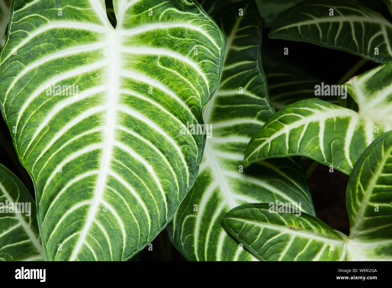 Grünes Blatt Textur Hintergrund, grüne Caladium Muster Stockfoto