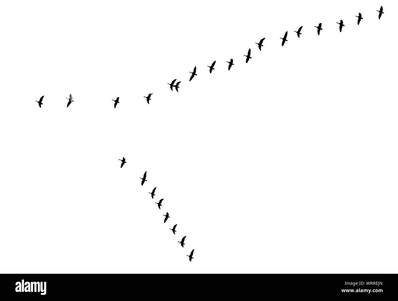 Schwarz-Weiß-Bild der Vögel fliegen Stockfoto