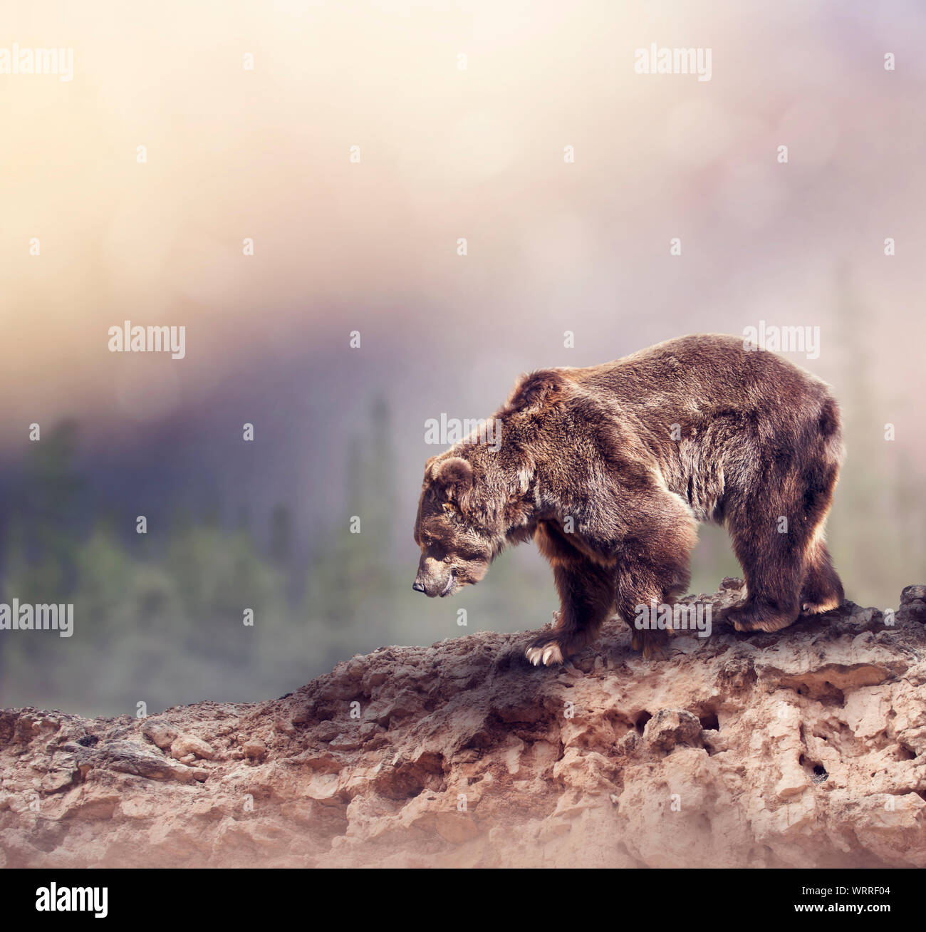 Großer, brauner Bär zu Fuß auf den Felsen Stockfoto