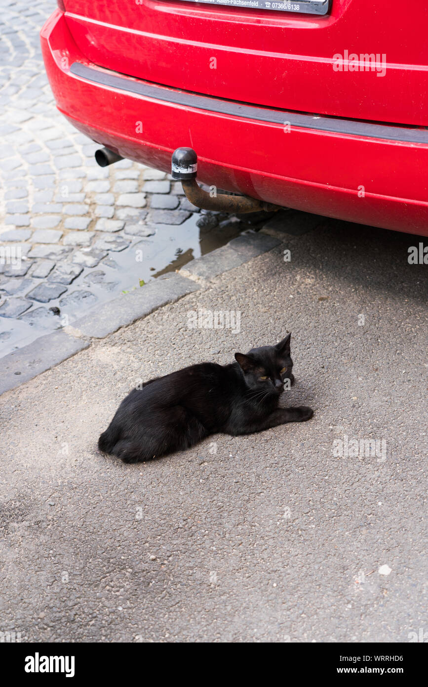 Schwarze Katze rotes Auto Stockfoto
