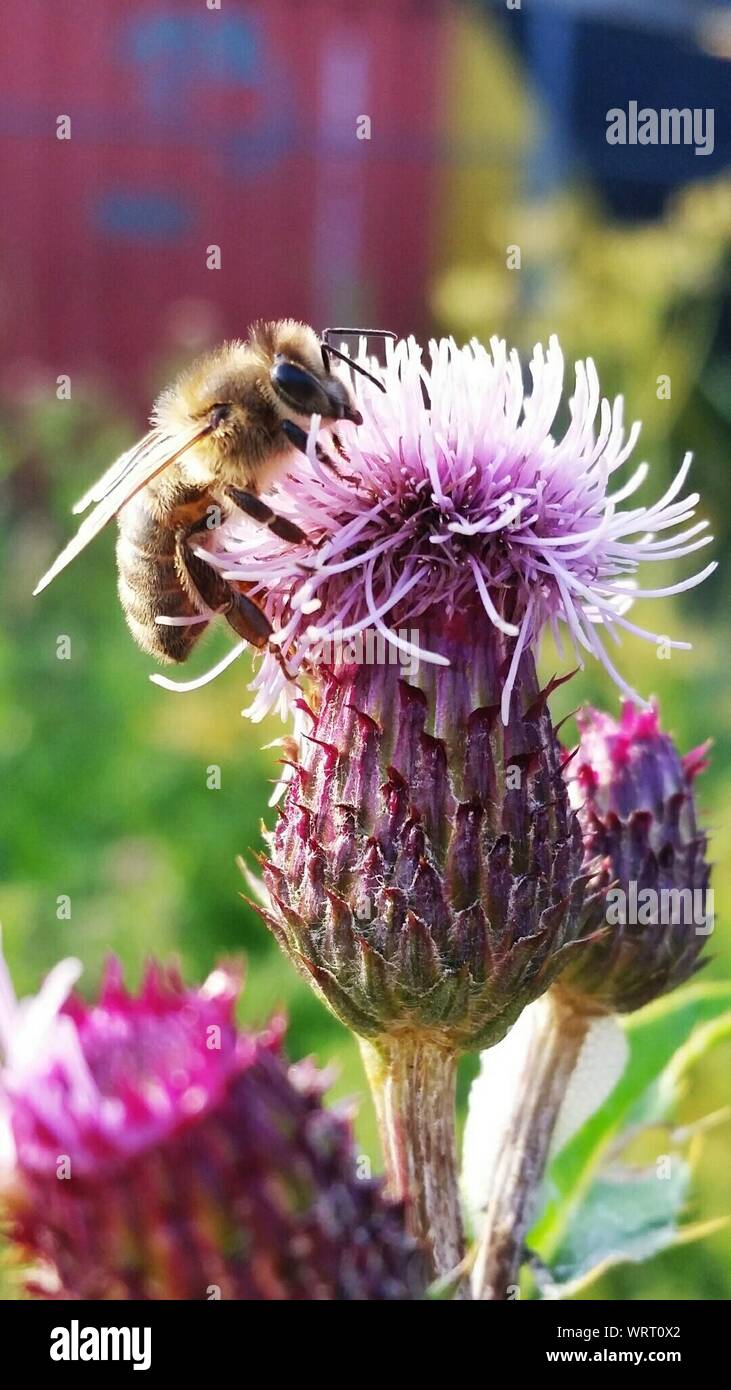 Hummel auf Blume Stockfoto