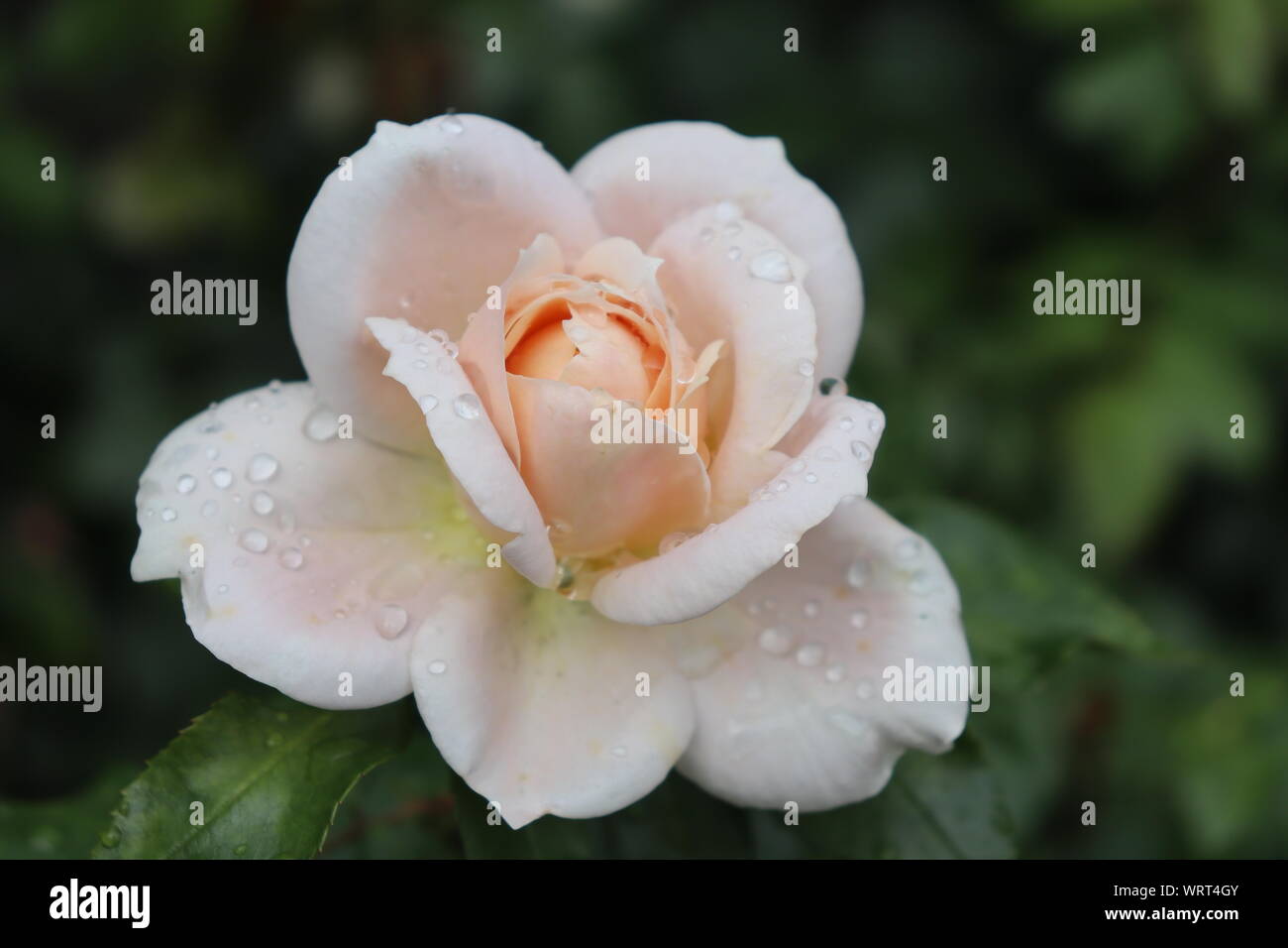 Regentropfen auf Creme rose Stockfoto