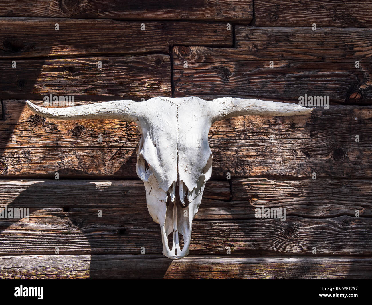 Schädel lenken, auf der Seite der Jarvie store und Home, John jarvie Historisches Anwesen, Braun Park, Utah. Stockfoto