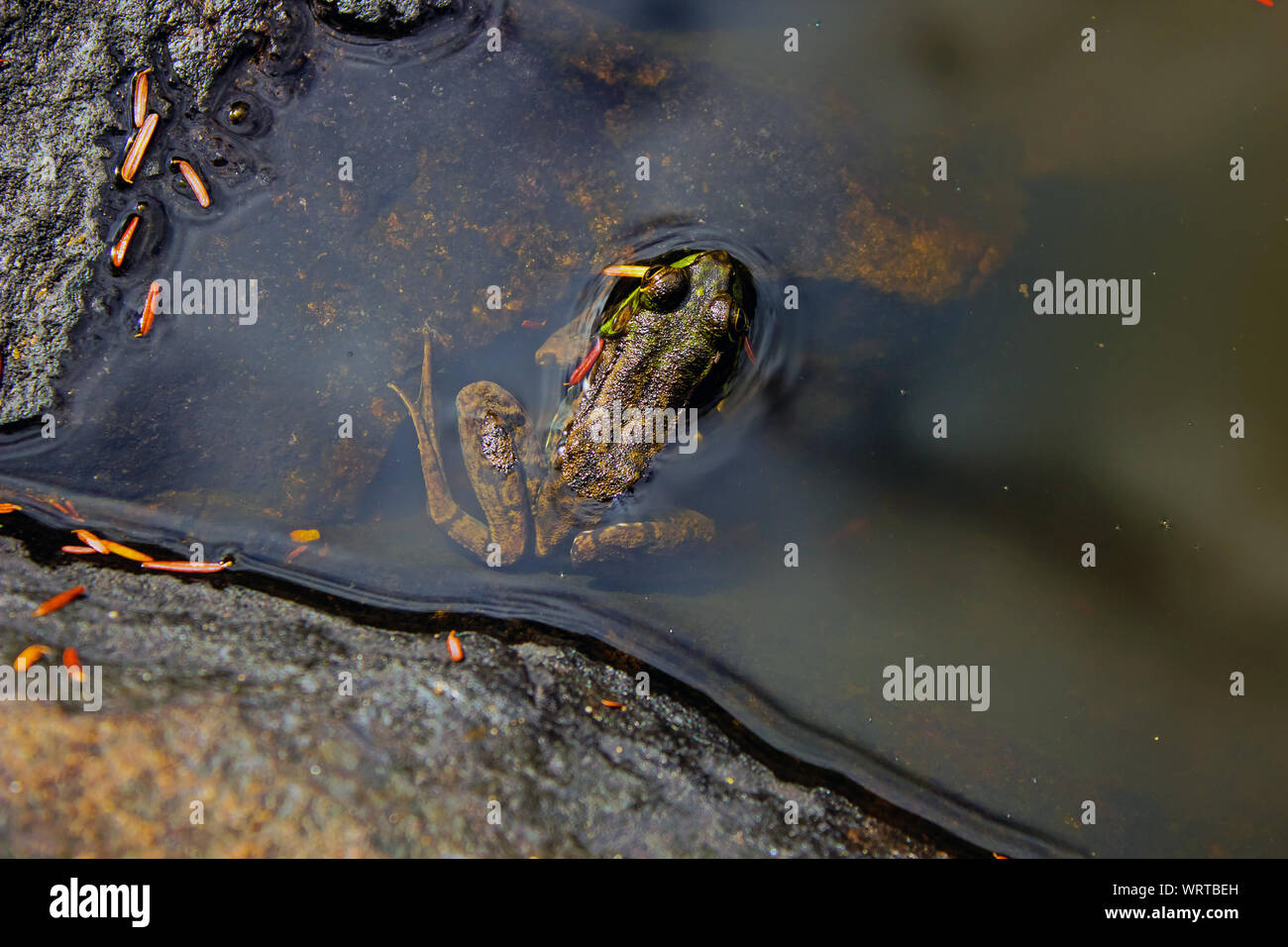 Tierwelt des adirondack state parks Fotos und Bildmaterial in hoher
