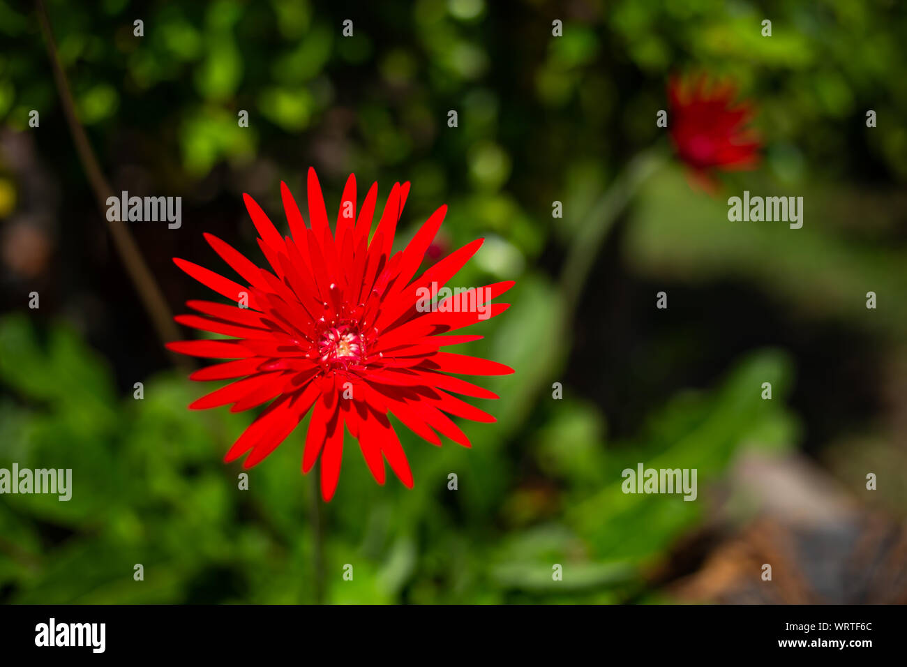 Rote Blumen in bokeh Garten Hintergrund, Close Up & Makroaufnahme, selektiver Fokus, Abstrakte grafik design Stockfoto