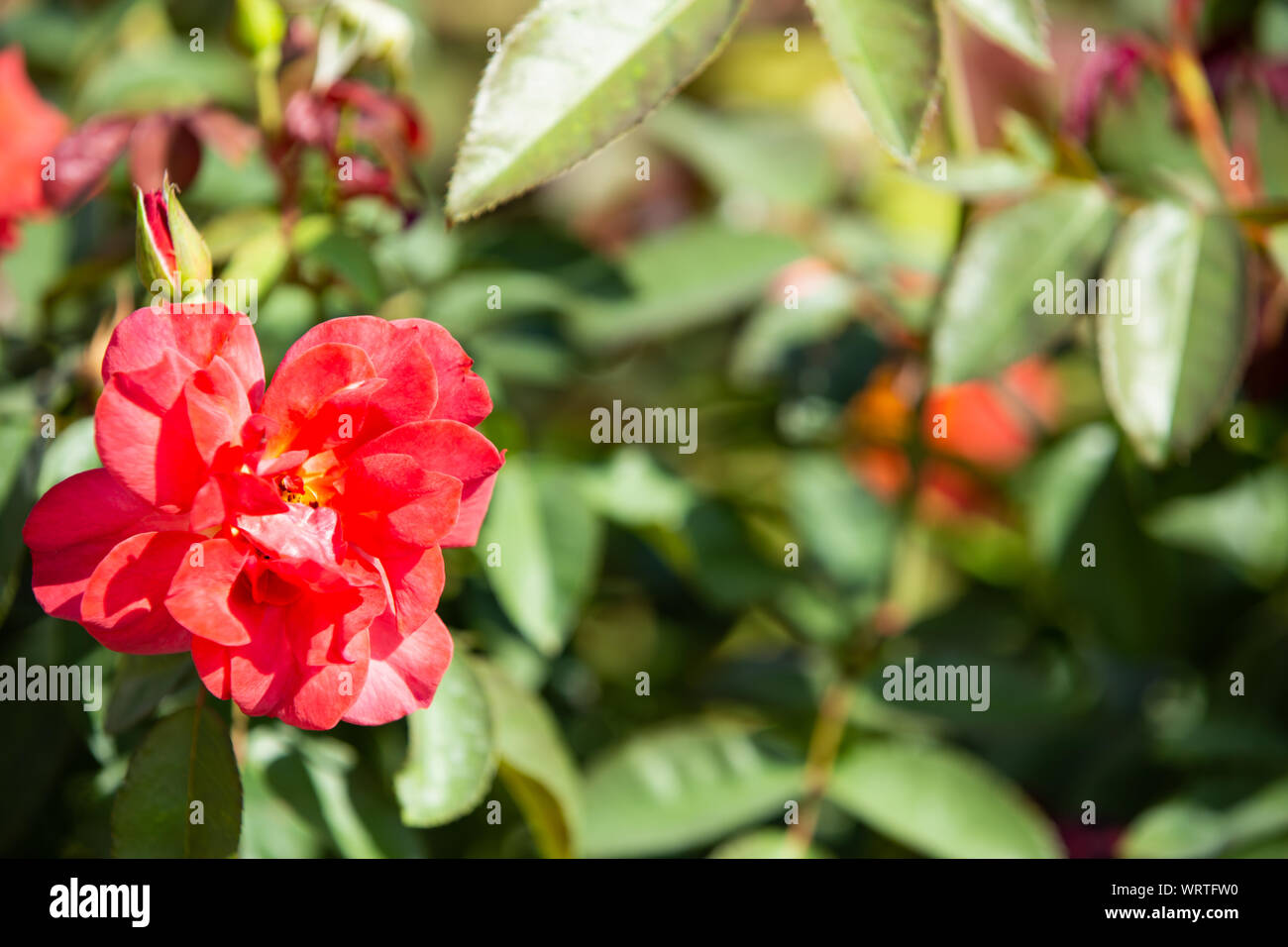 Rote Rosen blühen im Garten, in der Nähe Up & Makroaufnahme, Licht und Schatten, Bokeh Hintergrund Stockfoto