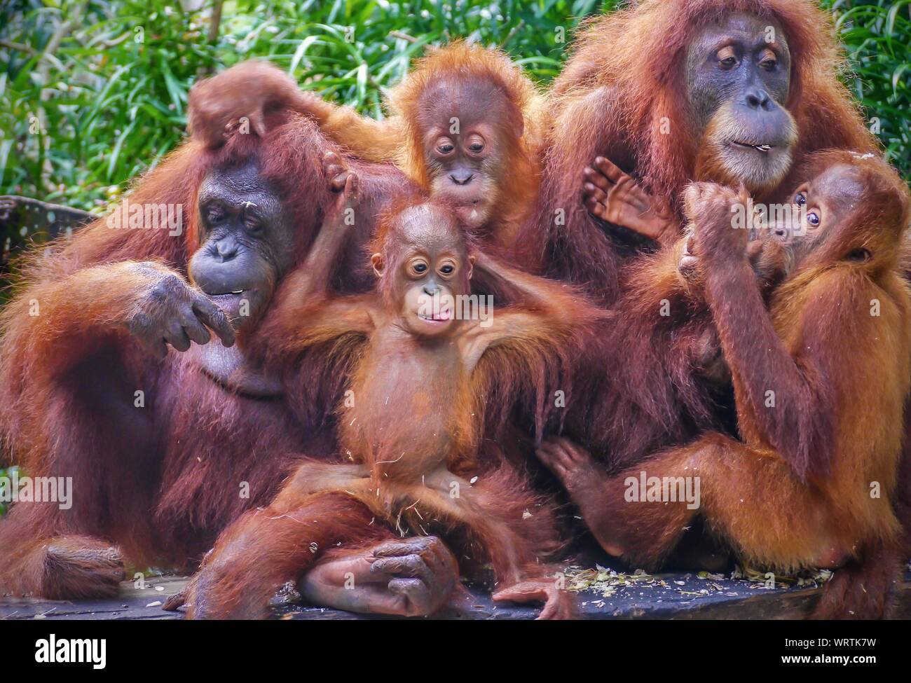 Lustige Porträt einer Gruppe von Orang-utans, darunter zwei Mütter mit ihren Jungen nachkommen, genießen Sie einen Imbiss mit Sonnenblumenkernen. Stockfoto