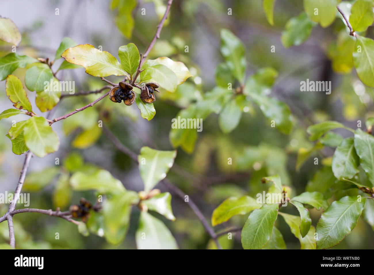 Die klebrigen braunen Samenkapseln des Bonsai Baum Stockfoto