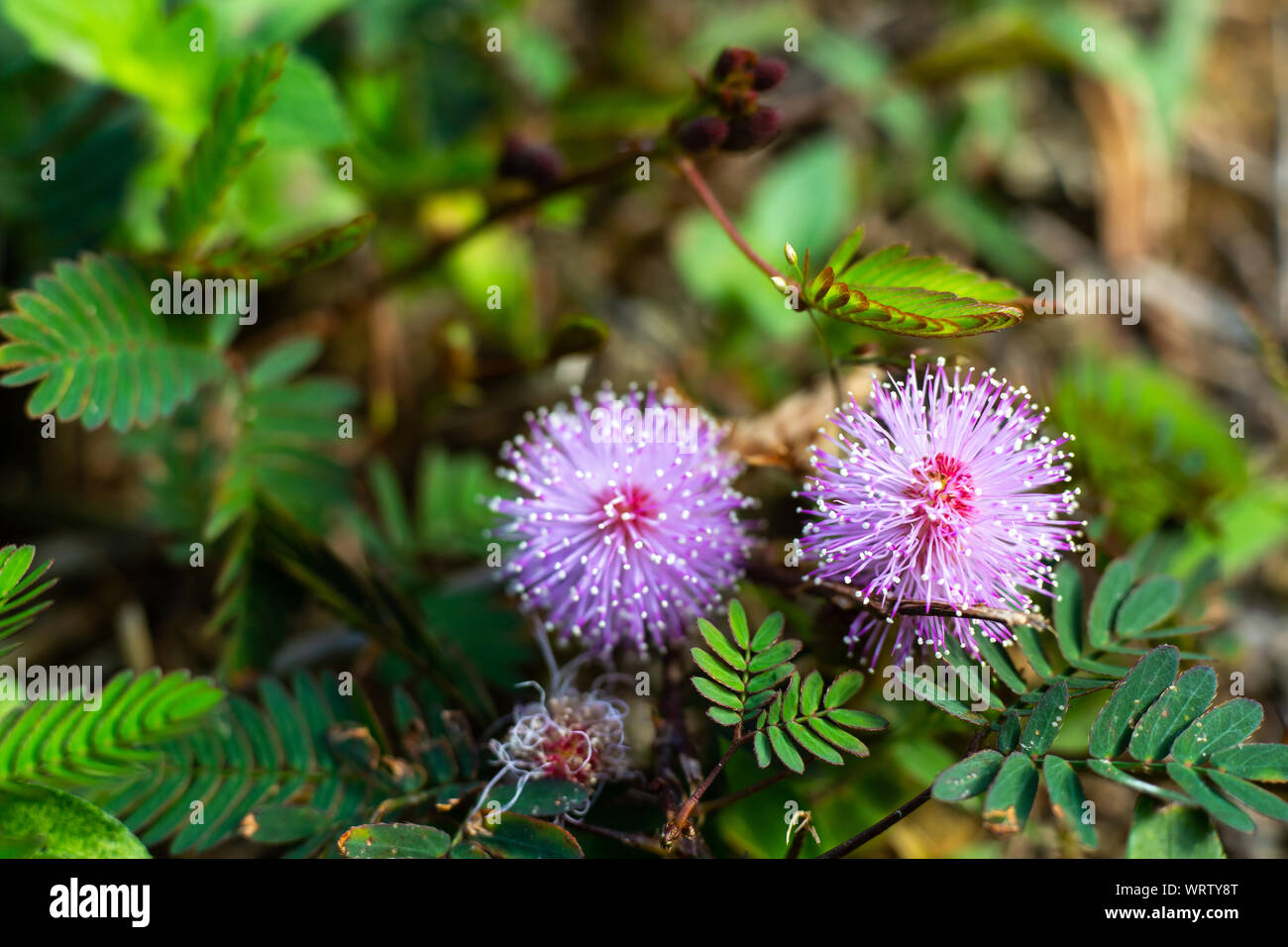 Lila blatt mimosenbaum Fotos und Bildmaterial in hoher Auflösung Alamy