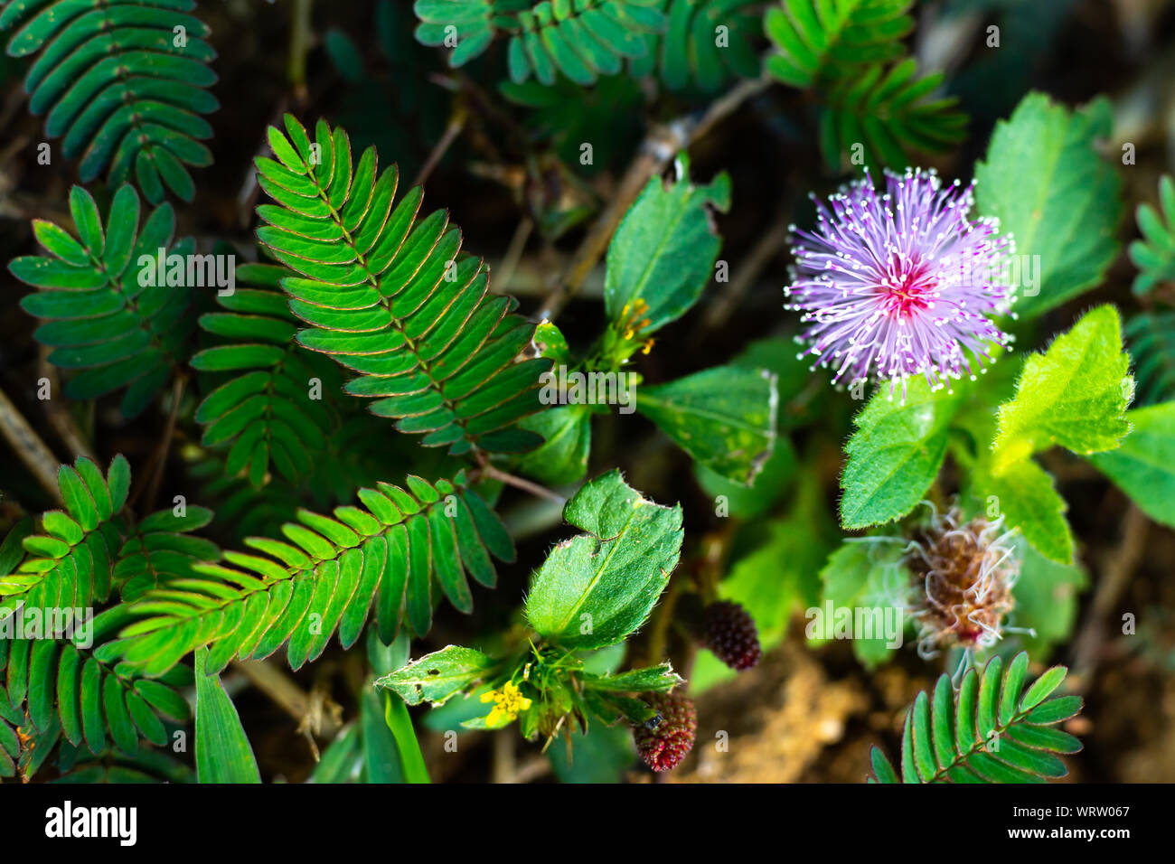 Empfindliche Pflanze, verschlafene Anlage, die Touch-me-not, Mimosa pudica Pflanzen und Lila Blume, Nahaufnahme & Makroaufnahme, selektiver Fokus, abstrakten Hintergrund Stockfoto
