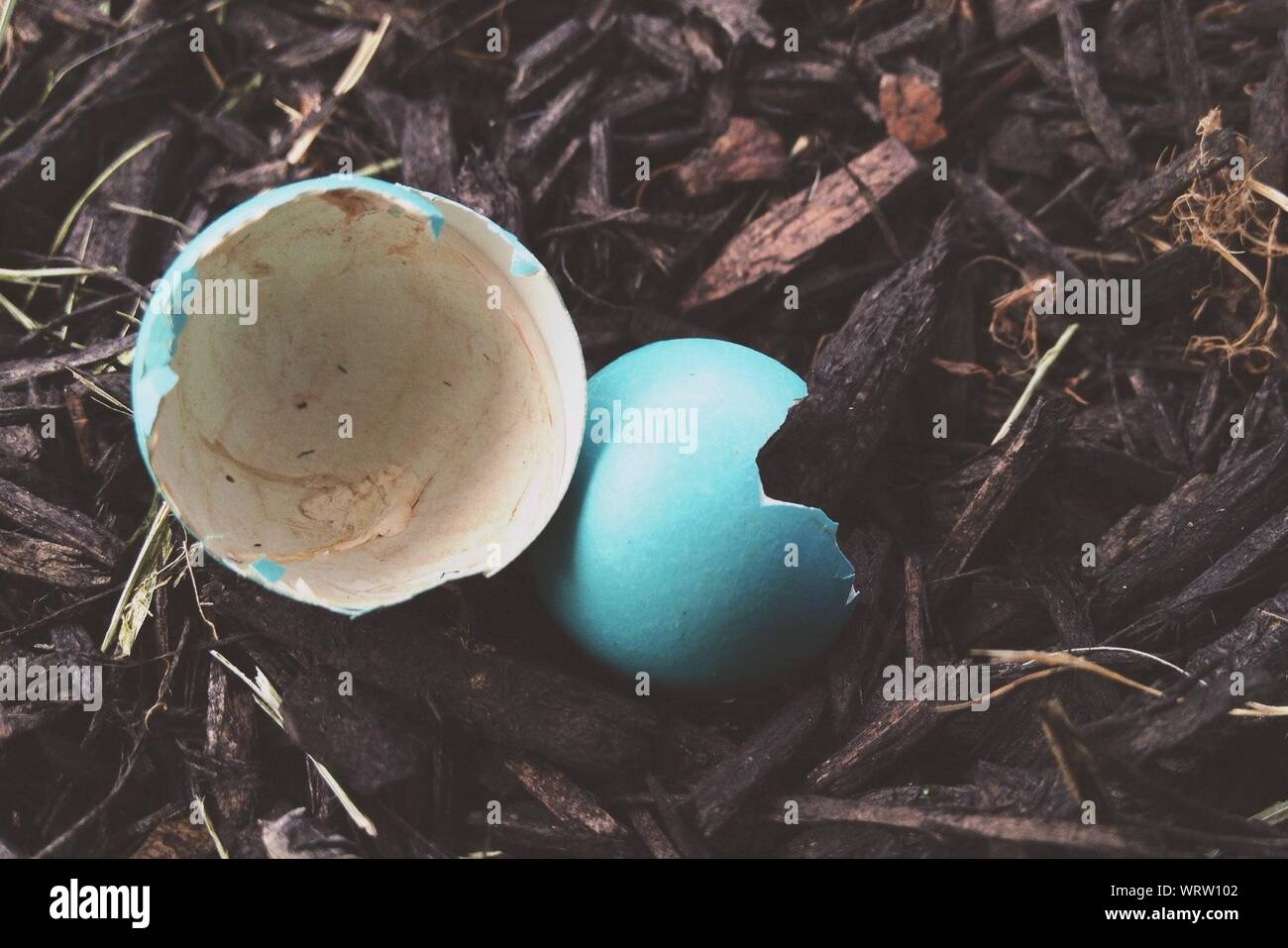 Geschlüpft Robin Ei im Nest Stockfoto