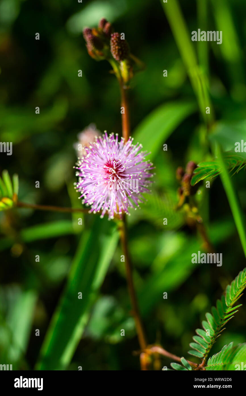 Empfindliche Pflanze, verschlafene Anlage, die Touch-me-not, Mimosa pudica Pflanzen und Lila Blume, Nahaufnahme & Makroaufnahme, selektiver Fokus, abstrakten Hintergrund Stockfoto