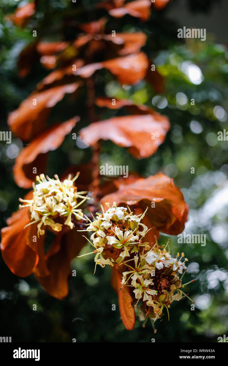 Regentropfen auf goldenen Blätter (Bauhinia aureifolia) und Blumen im Garten Stockfoto