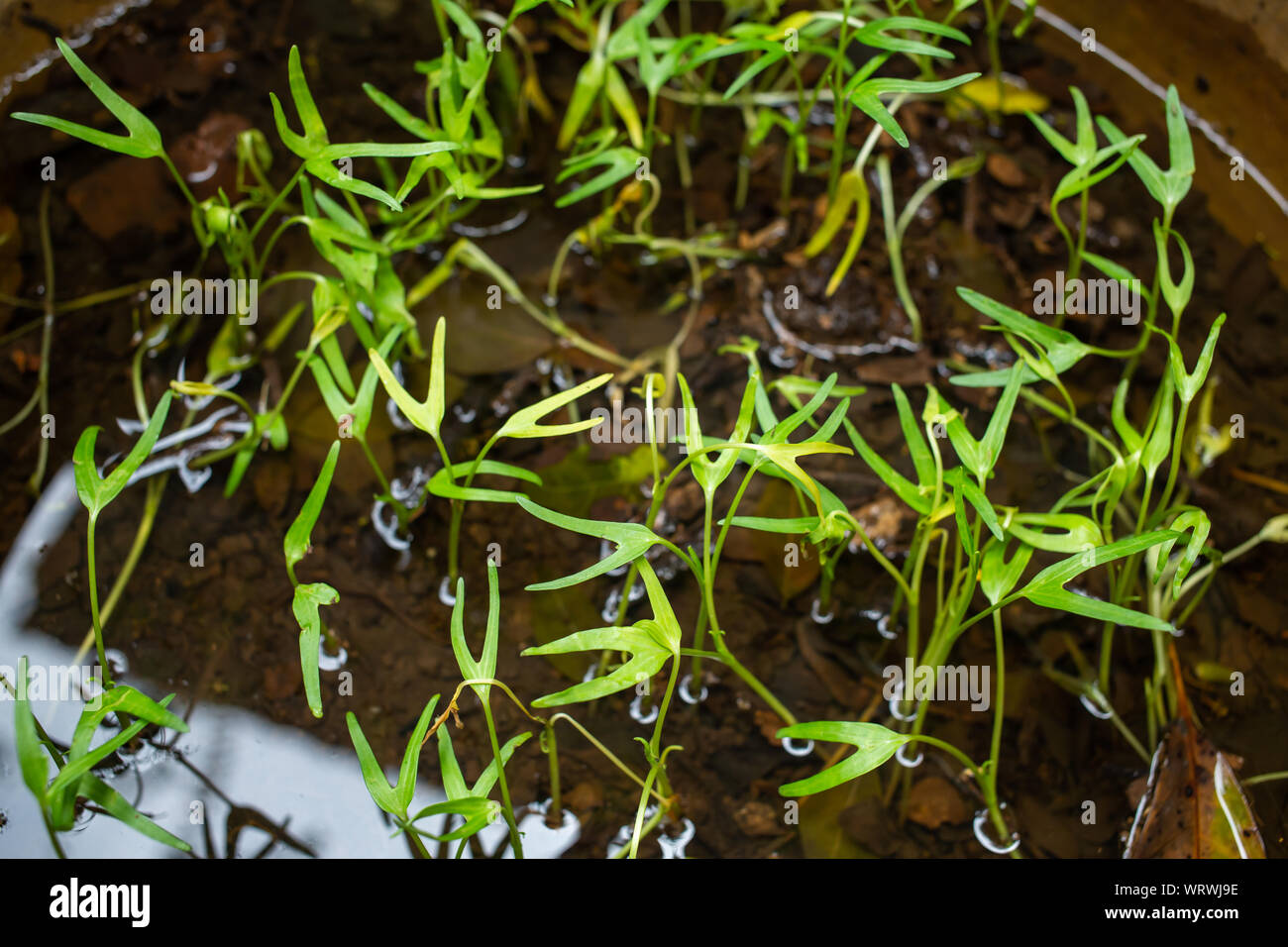 Chinesisch Wasser Convolvulus Convolvulus, Wasser, Sumpf, Wasser Morning Glory Morning Glory in Wasser Stockfoto