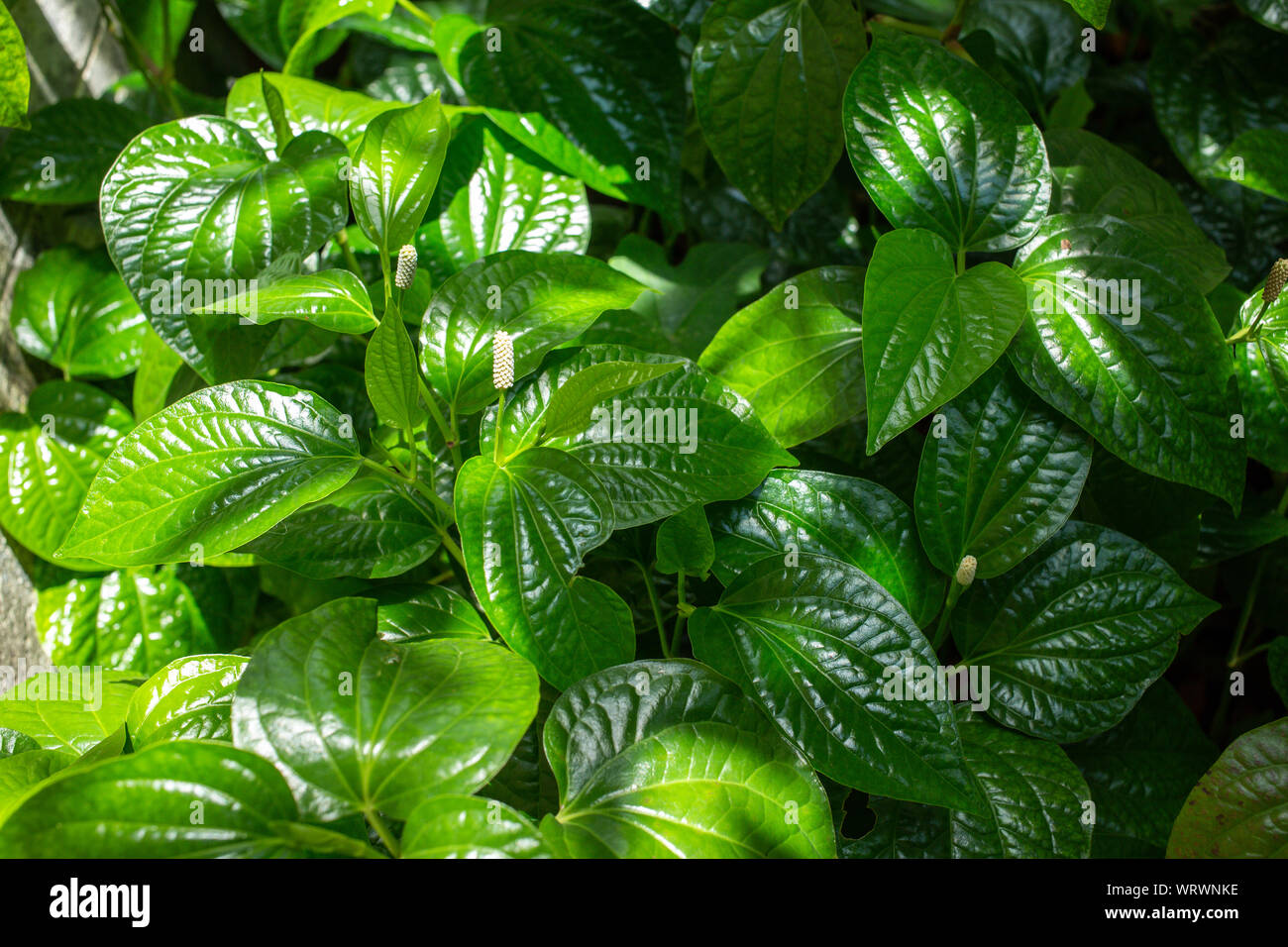 Blumen von Wilden Betel leafbush oder Piper sarmentosum roxb im Garten, grüne Blätter Muster Stockfoto