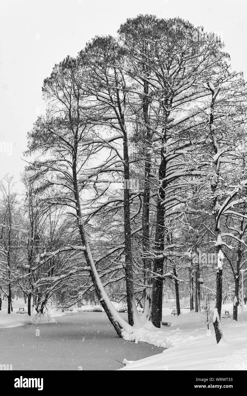 Schneebedeckten Baum gegen Himmel auf Feld Stockfoto
