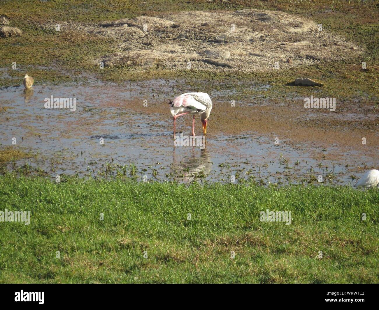 Anzeigen von Wasservögeln im Marsh Stockfoto