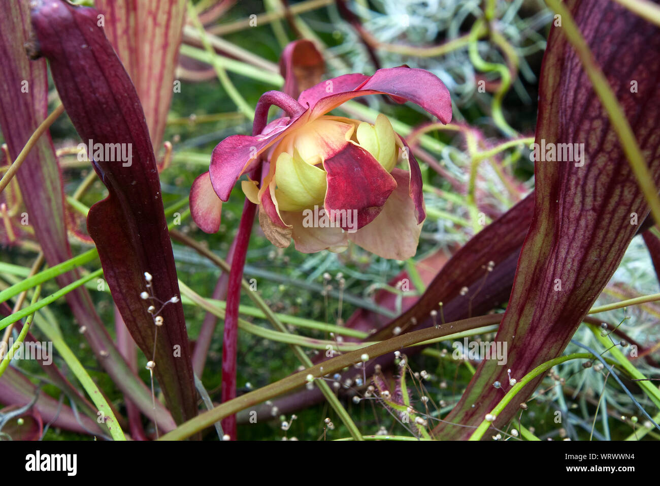 Sydney Australien, rosa Blume einer fallgrube Anlage Stockfoto