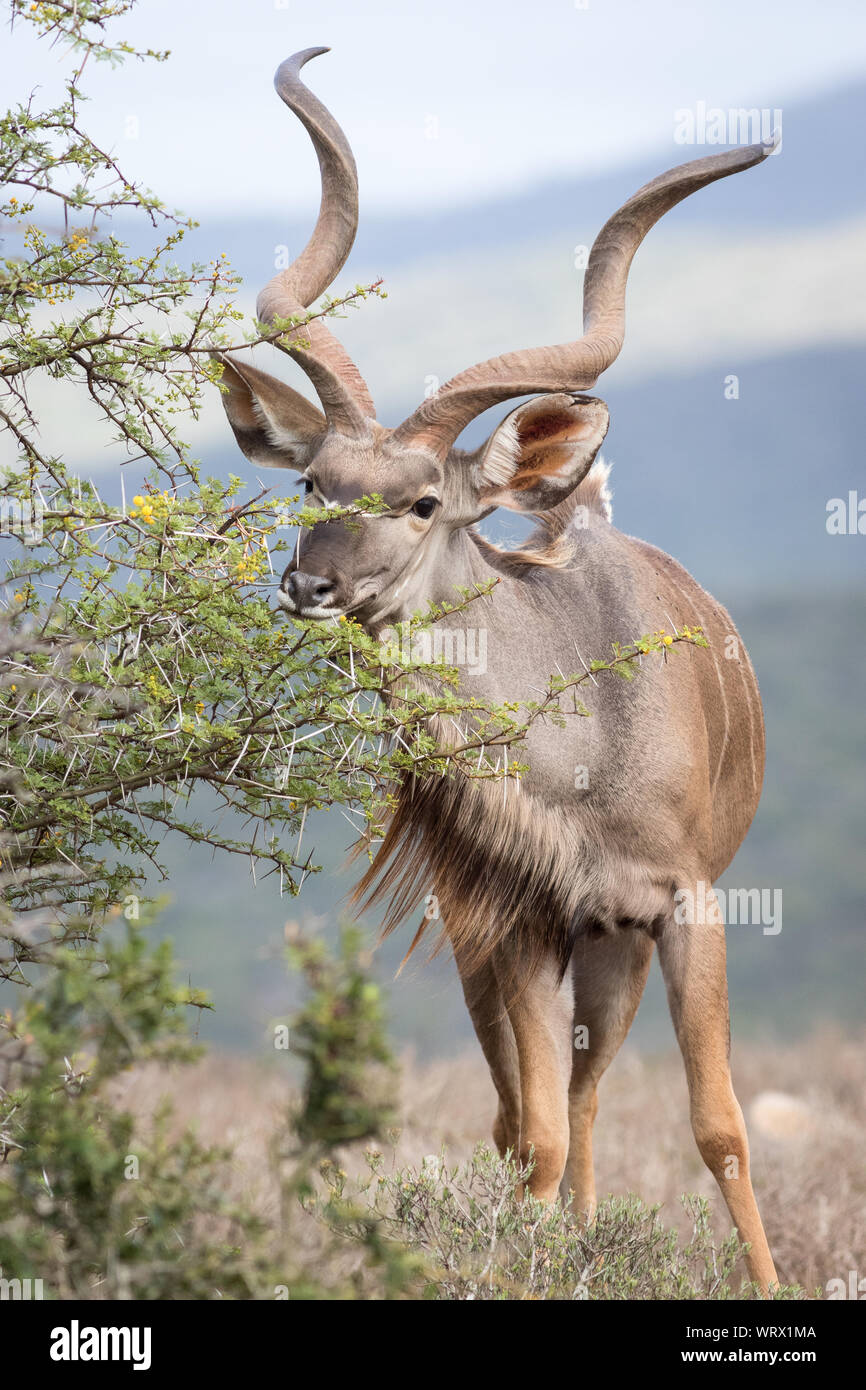 Majestic Trophäe kudu Stier Beweidung auf succelent Filialen. Stockfoto