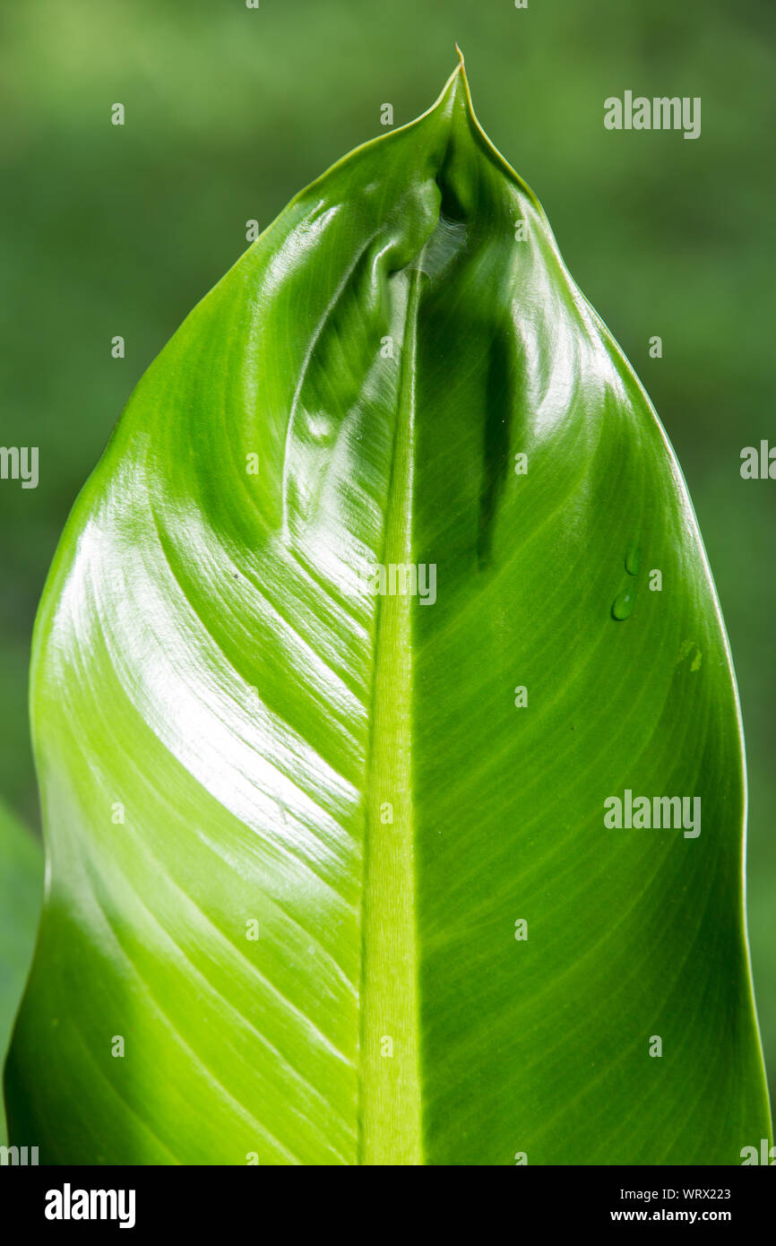 Dieffenbachia Blätter, grün Blatt Muster Stockfoto