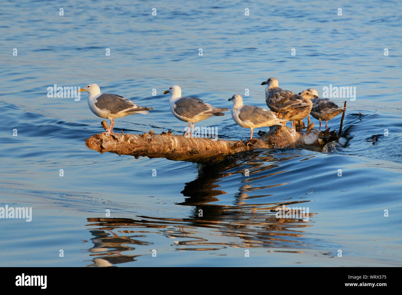 Sechs Silbermöwen auf einem anmelden. Comox, Vancouver Island, B.C Canada. Stockfoto