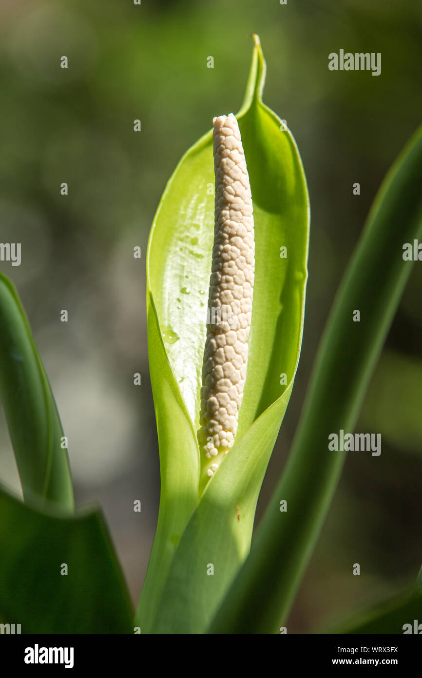 Dieffenbachia Blume, weiße Blume Stockfoto