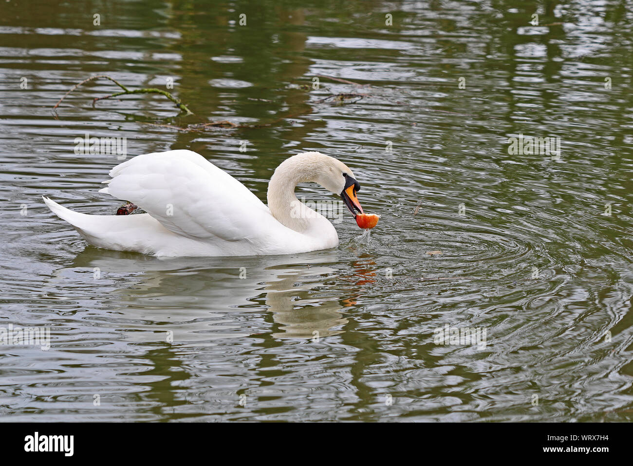 Mute swan Close up Lateinischer Name Cygnus olor Familie Entenvögel spielen mit und Fütterung auf einem Apple auf einem Fluss im Frühling in Oxford. Stockfoto