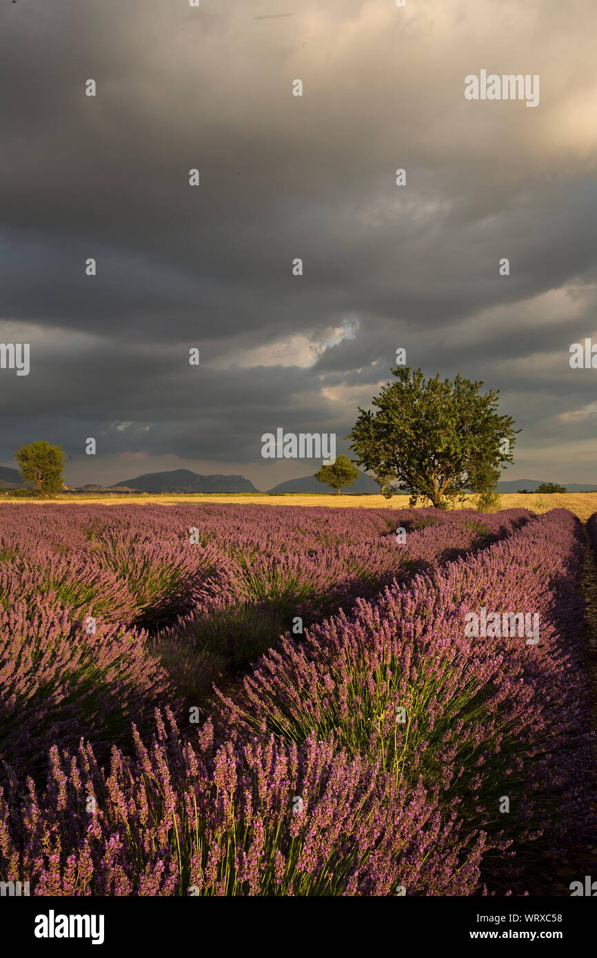 Reihen von Lavendel wachsen durch die Provence, Frankreich. Felder sind endlos, wie sie in dieser Gegend. Die Bauern der Ernte im Juli. Valensole Stockfoto