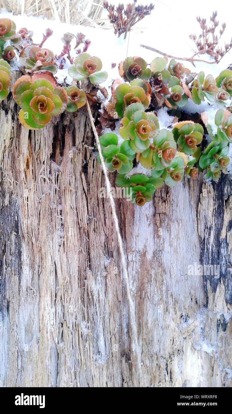 Sukkulenten auf Baumstamm Stockfotografie - Alamy